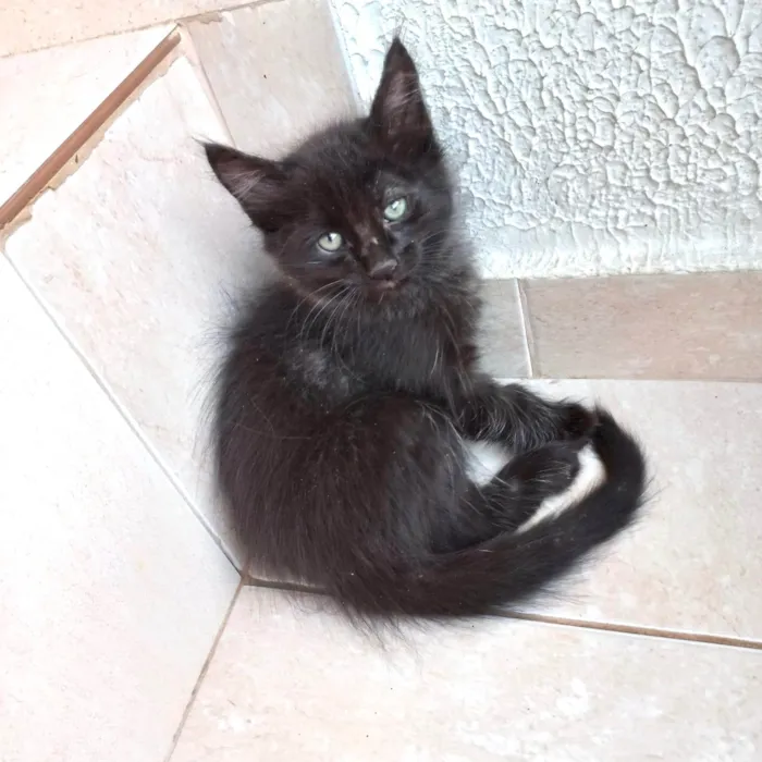 Gato ra a SRD-ViraLata idade 2 a 6 meses nome Índigo bb2meses pelo longo 