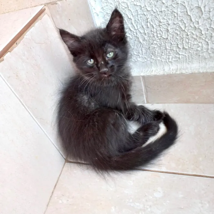 Gato ra a SRD-ViraLata idade 2 a 6 meses nome Índigo bb2meses pelo longo 