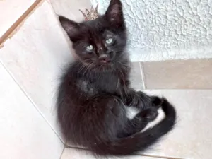 Gato raça SRD-ViraLata idade 2 a 6 meses nome Índigo bb2meses pelo longo 