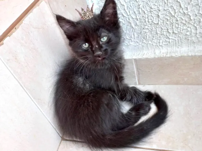 Gato ra a SRD-ViraLata idade 2 a 6 meses nome Índigo bb2meses pelo longo 