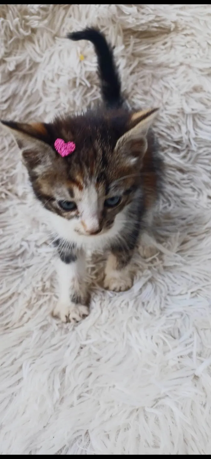 Gato ra a SRD-ViraLata idade Abaixo de 2 meses nome Tricolor peludinha adocao
