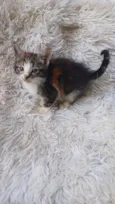 Tricolor peludinha adocao
