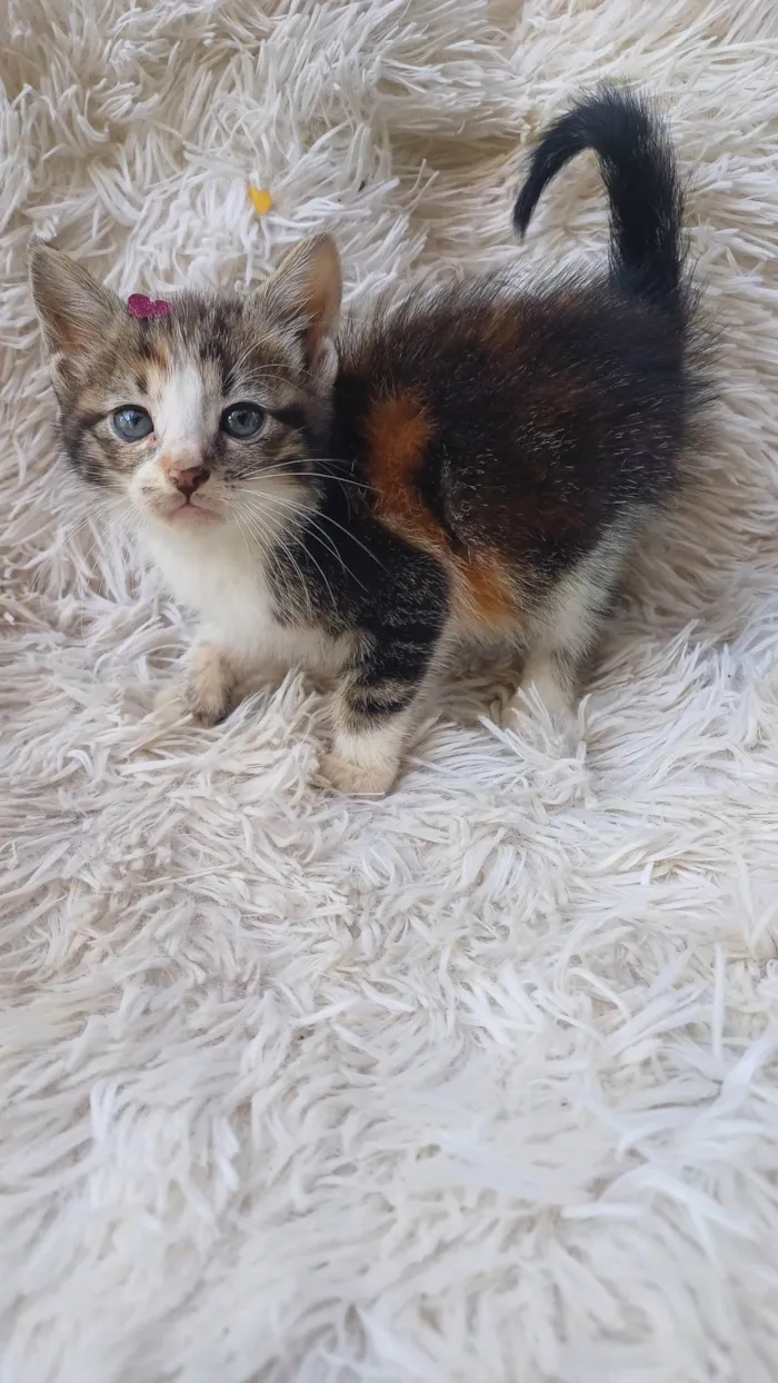 Gato ra a SRD-ViraLata idade Abaixo de 2 meses nome Tricolor peludinha adocao