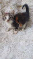 Tricolor peludinha adocao