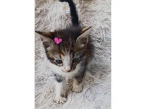 Gato raça SRD-ViraLata idade Abaixo de 2 meses nome Tricolor peludinha adocao