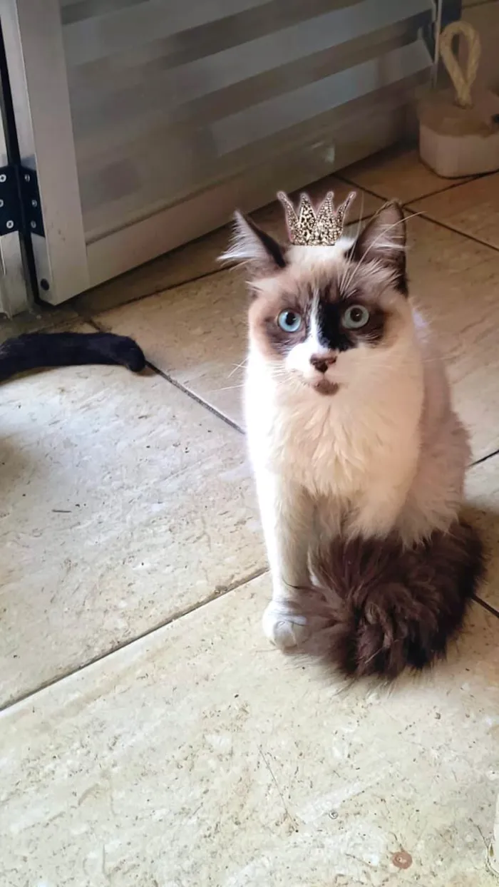 Gato ra a SRD-ViraLata idade 2 a 6 meses nome Yudji bb6meses pelo longo 