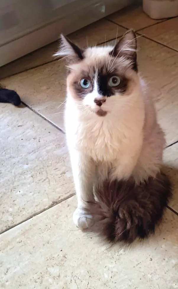 Gato ra a SRD-ViraLata idade 2 a 6 meses nome Yudji bb6meses pelo longo 