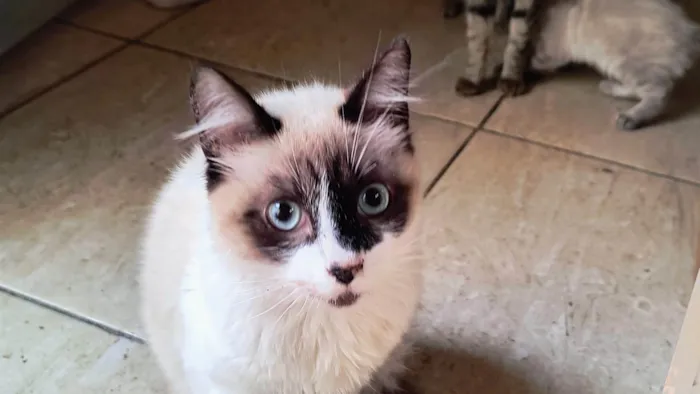 Gato ra a SRD-ViraLata idade 2 a 6 meses nome Yudji bb6meses pelo longo 