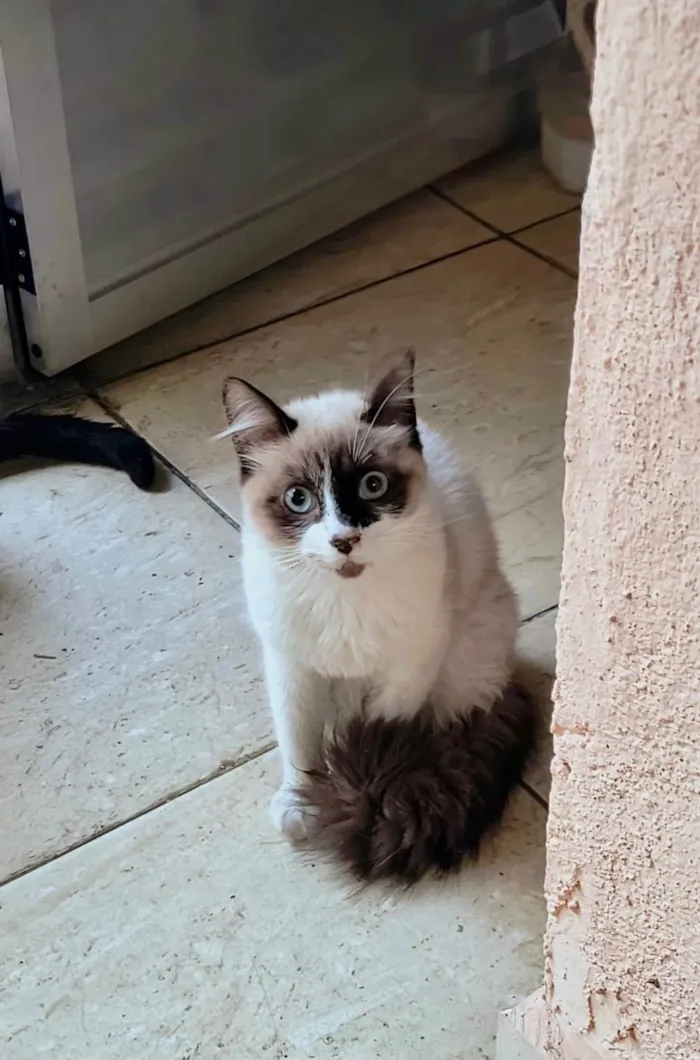 Gato ra a SRD-ViraLata idade 2 a 6 meses nome Yudji bb6meses pelo longo 