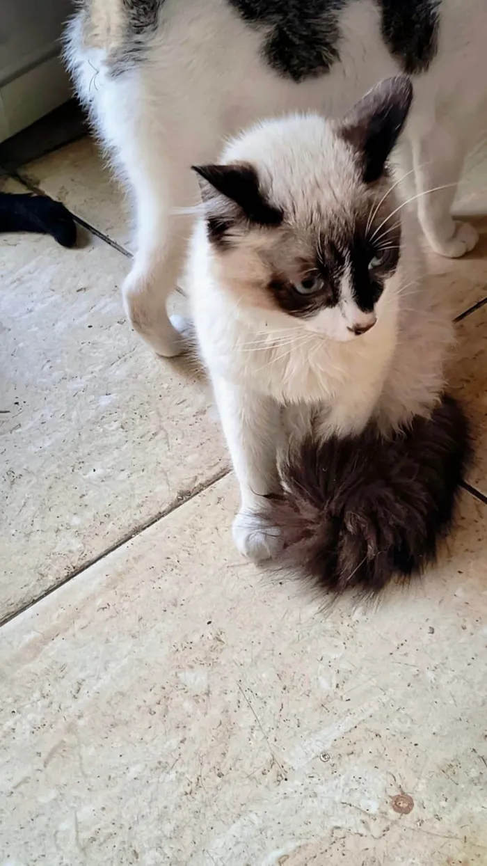 Gato ra a SRD-ViraLata idade 2 a 6 meses nome Yudji bb6meses pelo longo 