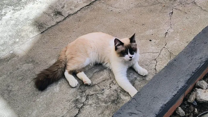 Gato ra a SRD-ViraLata idade 2 a 6 meses nome Yudji bb6meses pelo longo 