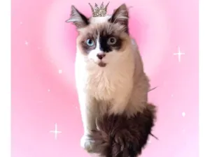 Gato raça SRD-ViraLata idade 2 a 6 meses nome Yudji bb6meses pelo longo 