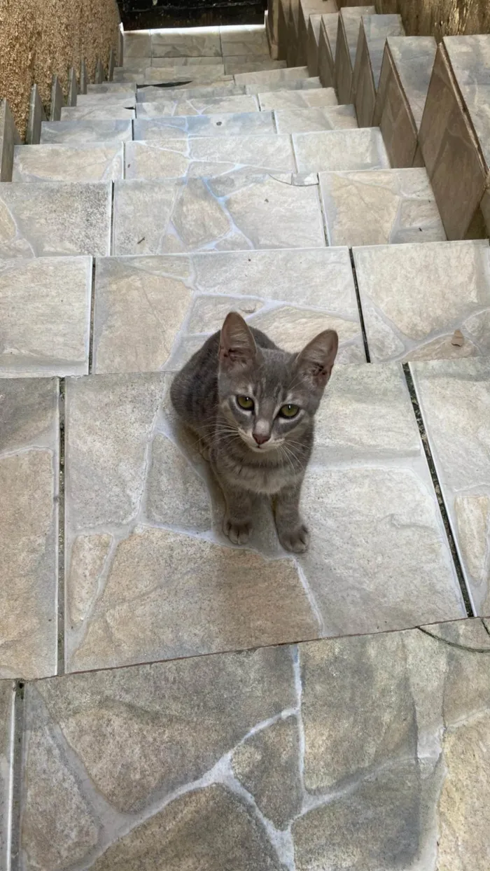 Gato ra a SRD-ViraLata idade 2 a 6 meses nome Luna