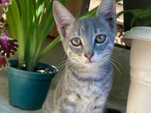 Gato raça SRD-ViraLata idade 2 a 6 meses nome Luna