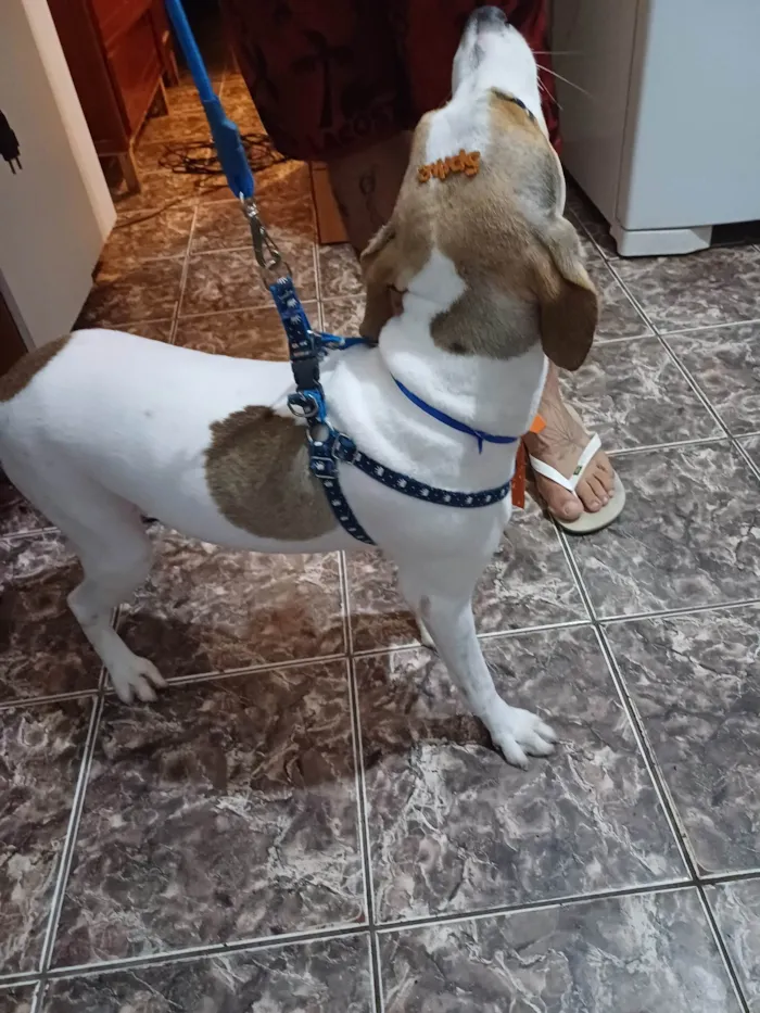 Cachorro ra a SRD-ViraLata idade 3 anos nome Spike