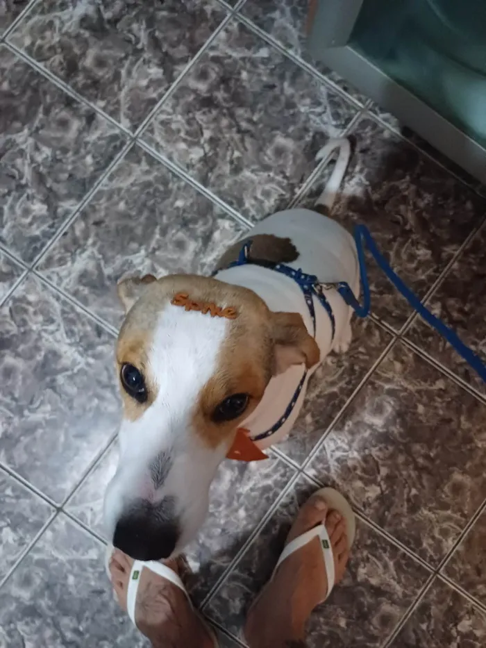 Cachorro ra a SRD-ViraLata idade 3 anos nome Spike