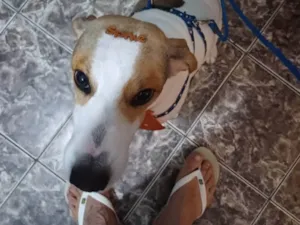 Cachorro raça SRD-ViraLata idade 3 anos nome Spike