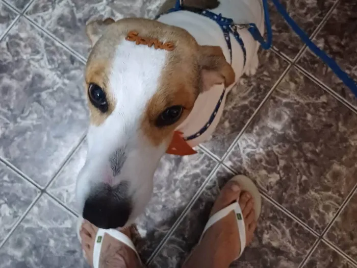 Cachorro ra a SRD-ViraLata idade 3 anos nome Spike