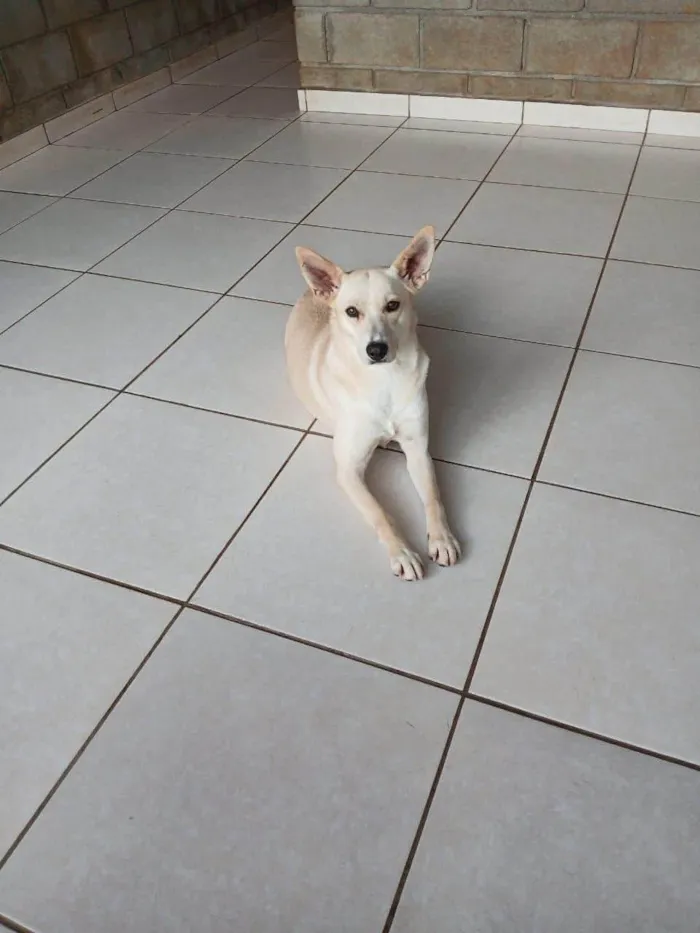 Cachorro ra a SRD-ViraLata idade 3 anos nome Larissa