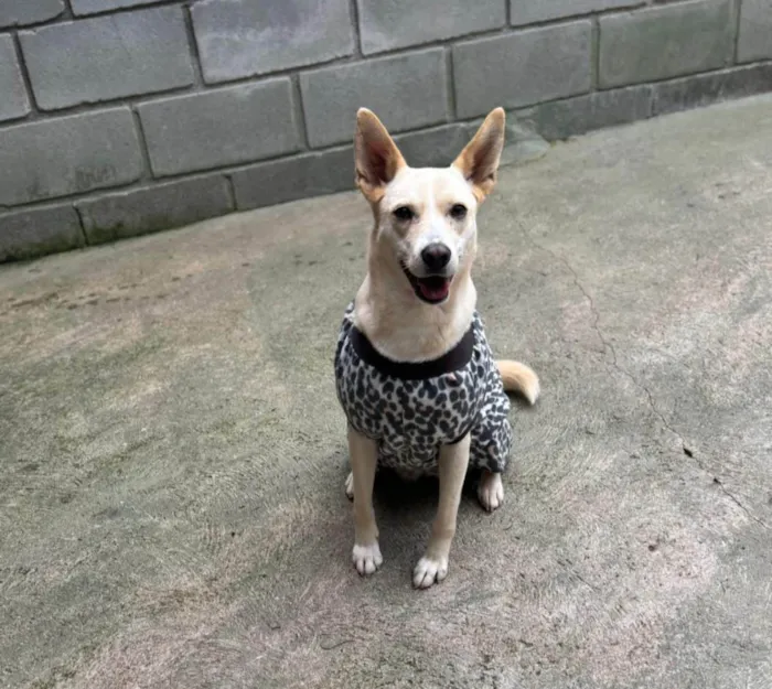 Cachorro ra a SRD-ViraLata idade 3 anos nome Larissa