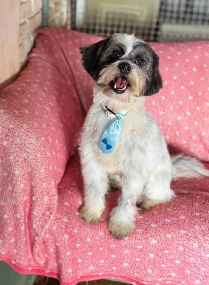 Cachorro ra a Shitzu idade 2 anos nome Max 