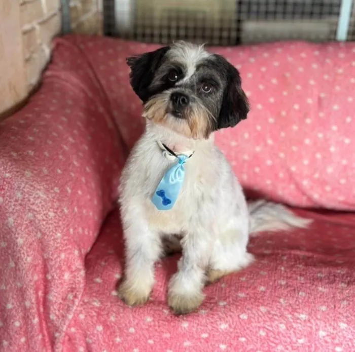 Cachorro ra a Shitzu idade 2 anos nome Max 