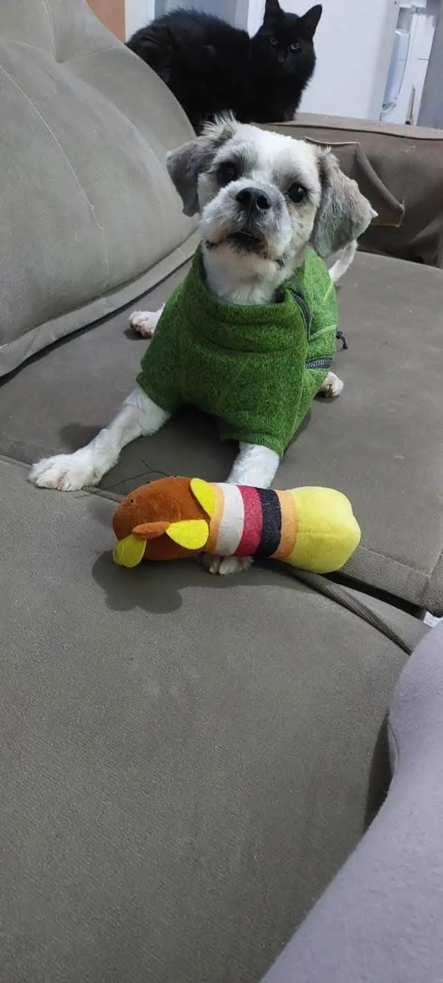 Cachorro ra a Shitzu idade 7 a 11 meses nome Max 