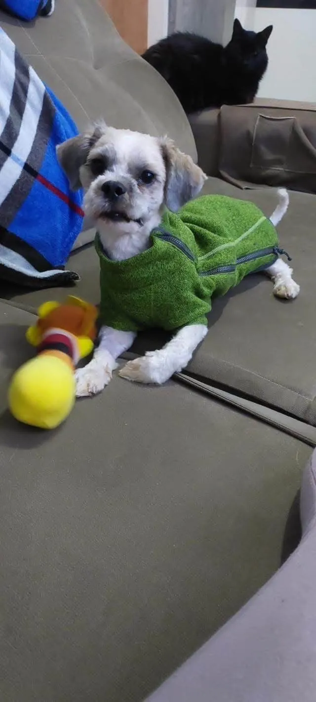 Cachorro ra a Shitzu idade 7 a 11 meses nome Max 