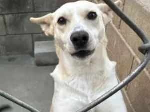 Cachorro raça SRD-ViraLata idade 3 anos nome Larissa