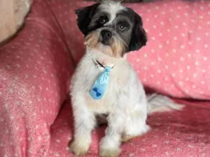 Cachorro raça Shitzu idade 2 anos nome Max 
