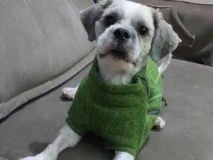 Cachorro raça Shitzu idade 7 a 11 meses nome Max 