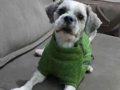 Cachorro raça Shitzu idade 7 a 11 meses nome Max 