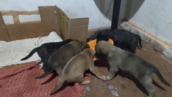 Cachorro ra a SRD-ViraLata idade Abaixo de 2 meses nome Filhotes