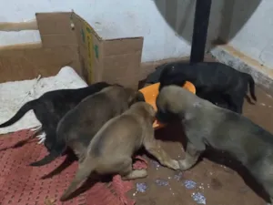 Cachorro raça SRD-ViraLata idade Abaixo de 2 meses nome Filhotes