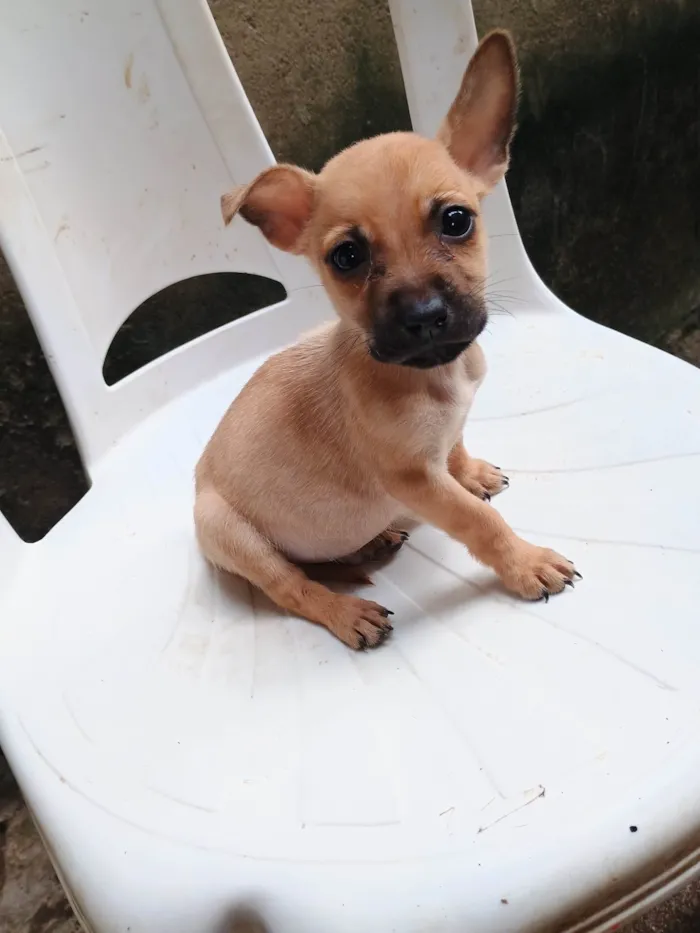 Cachorro ra a SRD-ViraLata idade 2 a 6 meses nome Bradok