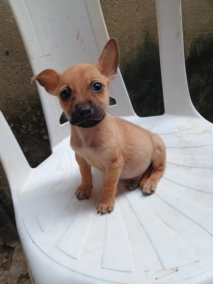 Cachorro ra a SRD-ViraLata idade 2 a 6 meses nome Bradok