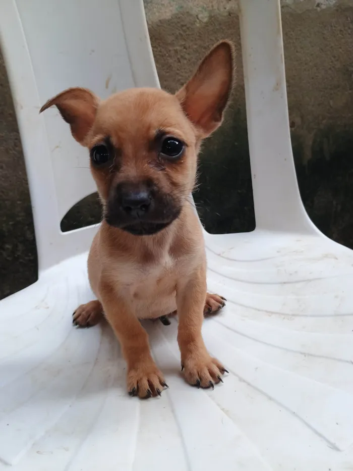 Cachorro ra a SRD-ViraLata idade 2 a 6 meses nome Bradok