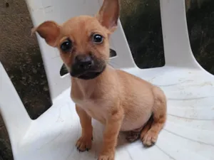Cachorro raça SRD-ViraLata idade 2 a 6 meses nome Bradok