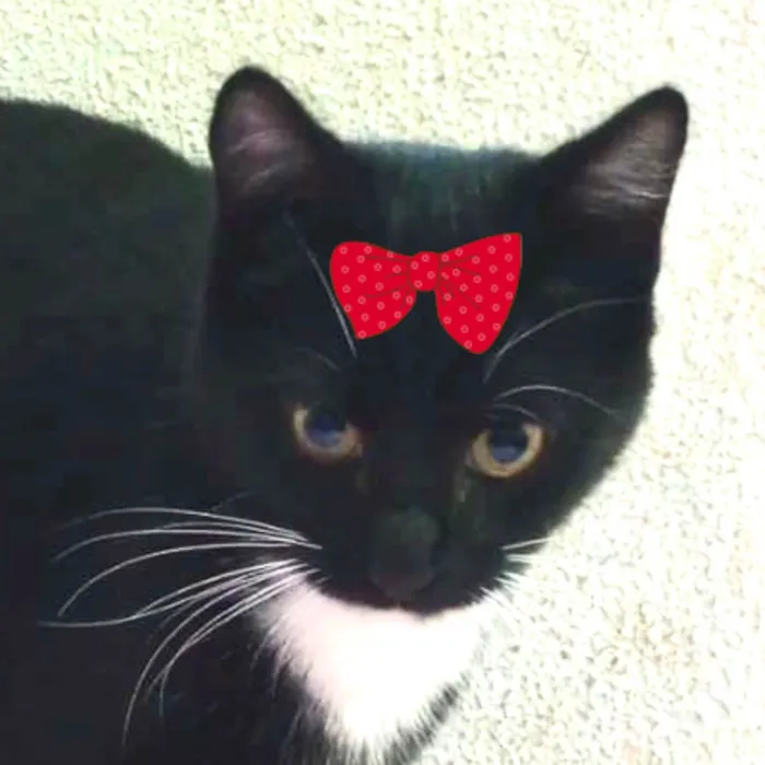 Gato ra a SRD-ViraLata idade 2 a 6 meses nome Nutella 