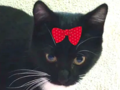 Gato raça SRD-ViraLata idade 2 a 6 meses nome Nutella 