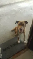 Shake