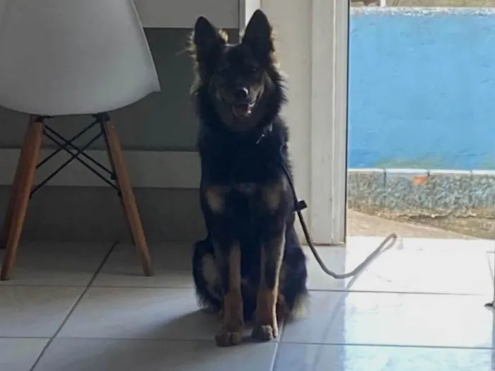 Cachorro ra a Pastor Alemão idade 7 a 11 meses nome Luffy