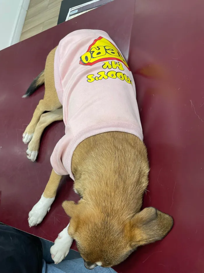 Cachorro ra a SRD-ViraLata idade 7 a 11 meses nome Sem nome