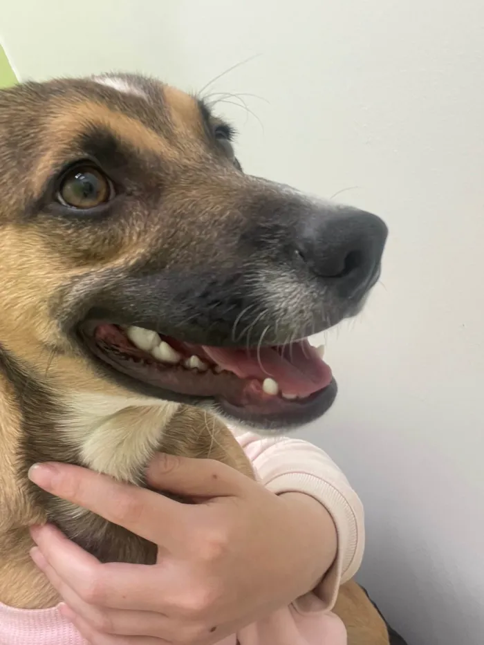 Cachorro ra a SRD-ViraLata idade 7 a 11 meses nome Sem nome