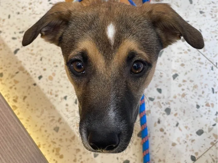 Cachorro ra a SRD-ViraLata idade 7 a 11 meses nome Sem nome