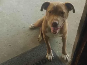 Cachorro raça Pit-Bull idade 2 anos nome Shake