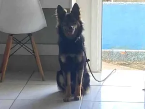 Cachorro raça Pastor Alemão idade 7 a 11 meses nome Luffy
