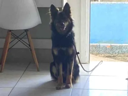 Cachorro raça Pastor Alemão idade 7 a 11 meses nome Luffy