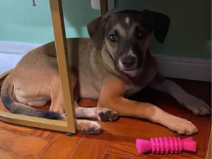 Cachorro raça SRD-ViraLata idade 7 a 11 meses nome Sem nome