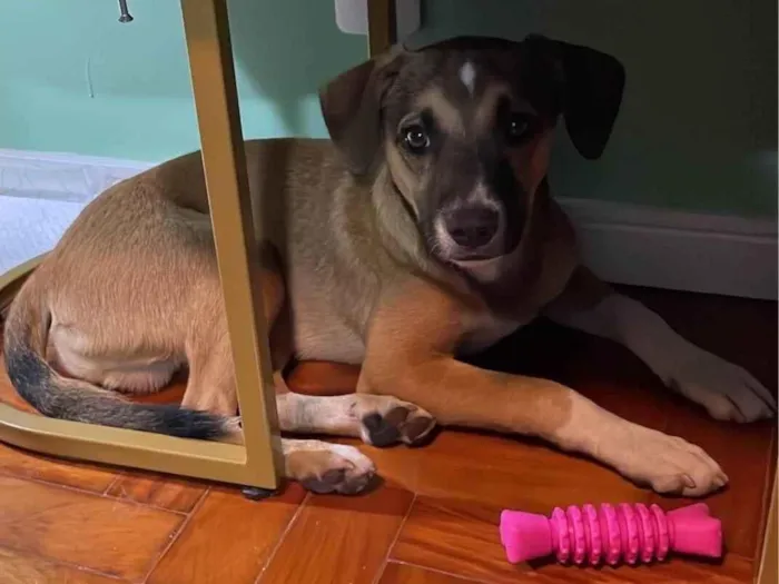 Cachorro ra a SRD-ViraLata idade 7 a 11 meses nome Sem nome